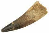 Fossil Spinosaurus Tooth - Real Dinosaur Tooth #344530-1